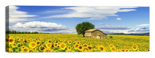 Campo girasoli quadro - di,